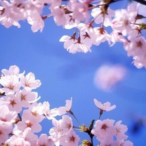 Meet your Posher, Dora